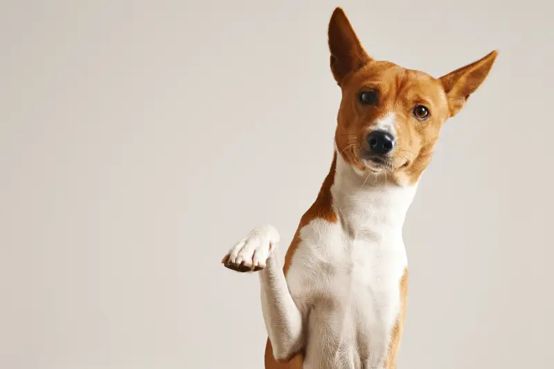 Resep Makanan Anjing yang Mudah Dibuat di Rumah!