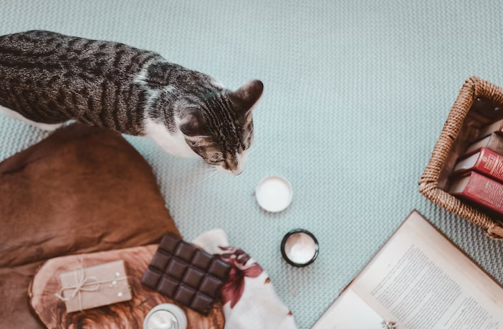 Kucing Makan Coklat, Berbahaya Tidak Ya? Ketahui Disini!