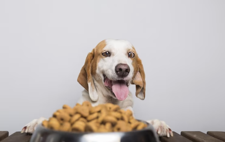Ini Dia Makanan Anjing Beagel dan Tips Cara Merawatnya!