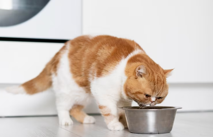 Makanan Berbahaya Untuk Kucing, Apa Saja Ya?