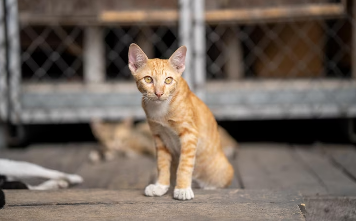 Perawatan Pada Kucing Kampung, Ini Dia Caranya!