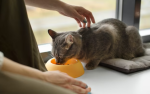 kucing makan pepaya