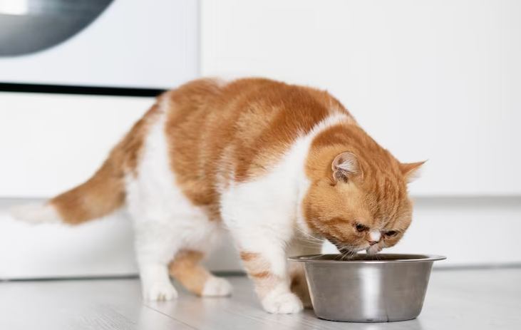 Kucing Makan Telur: Kandungan dan Takaran yang Pas!
