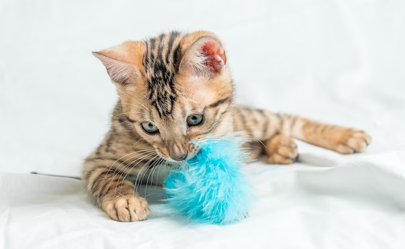 Anak Kucing Hiperaktif, Apa Saja Ya Penyebabnya?