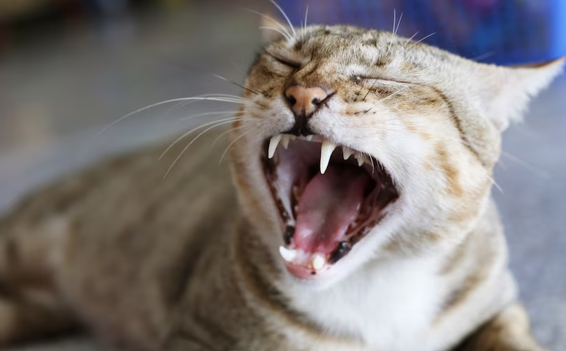 Kucing Ngambek, Ketahui Ciri-Ciri dan Penyebabnya!