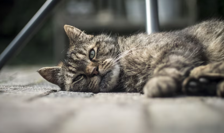 Cacingan Pada Kucing, Apa Saja Penyebabnya?