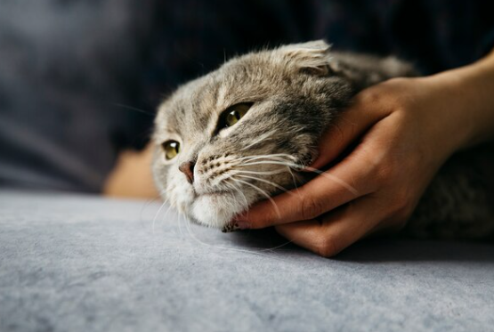 Penyakit Leukemia Pada Kucing, Ketahui Selengkapnya Disini!