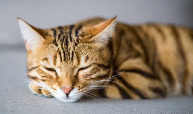 Penyebab Kucing Batuk, Pet Owner Wajib Tahu Nih!