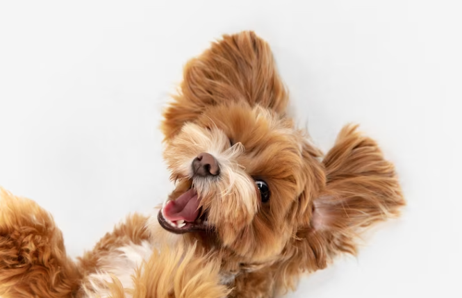 Penyakit Jantung pada Anjing, Ketahui Penyebab dan Lainnya